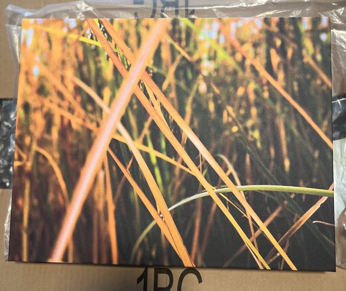 Tall Grass