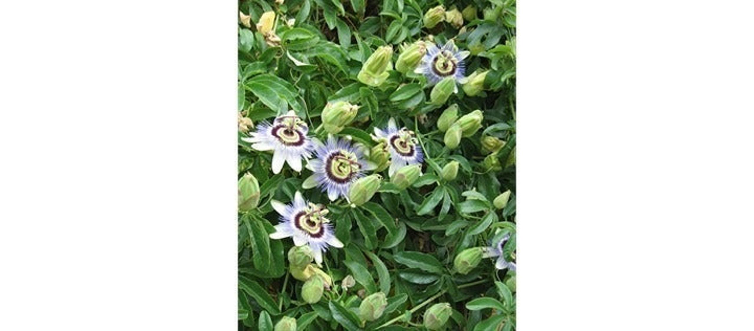 50x Passion fruits seeds only - Garden at Home