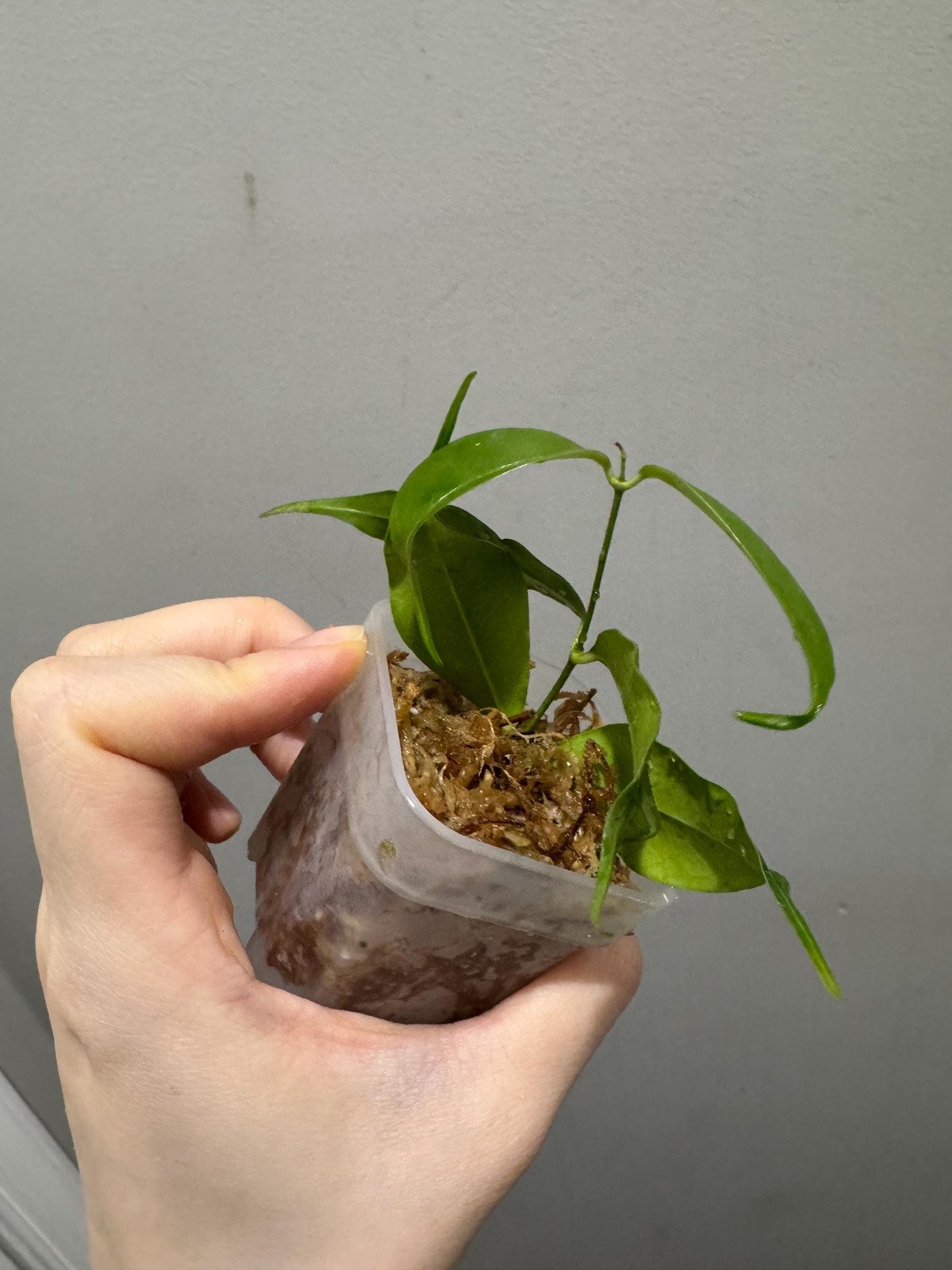 hoya Medusa rooted cutting active growth . Exact plant fast shipping