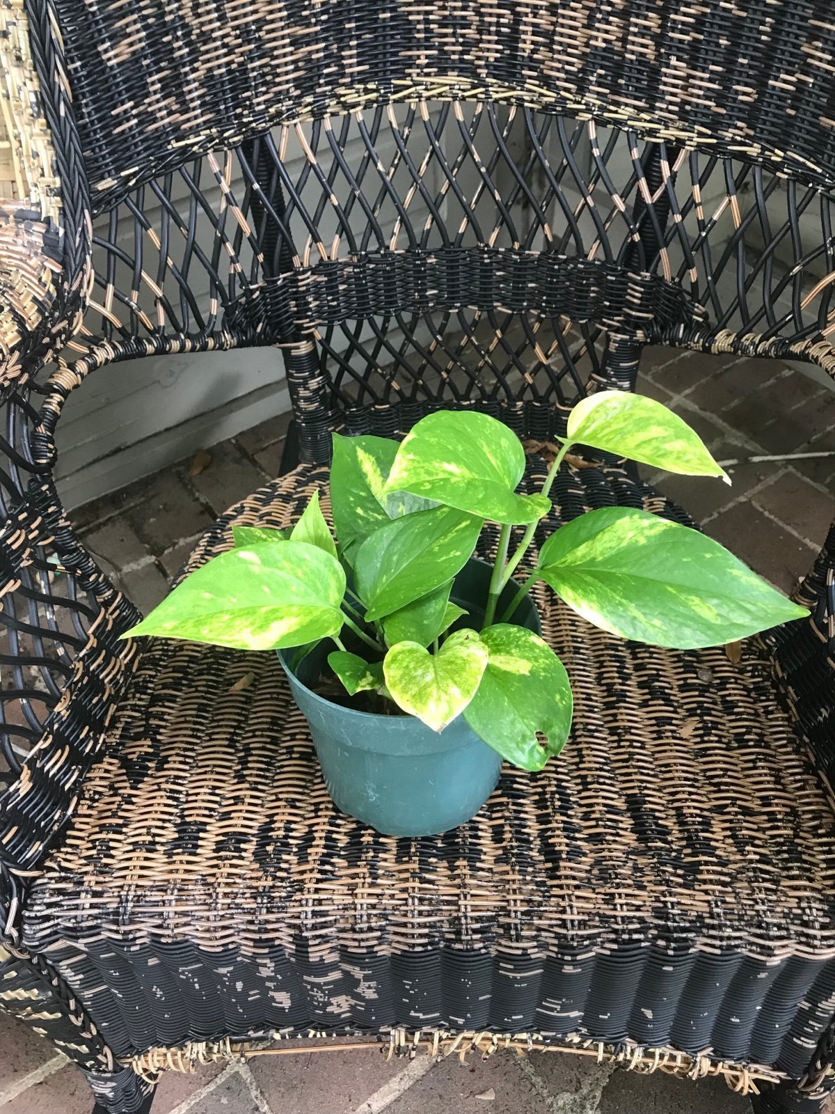 Live Golden pothos plant Devil's Ivy