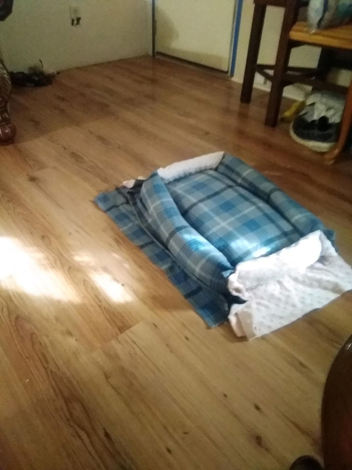 dog bed