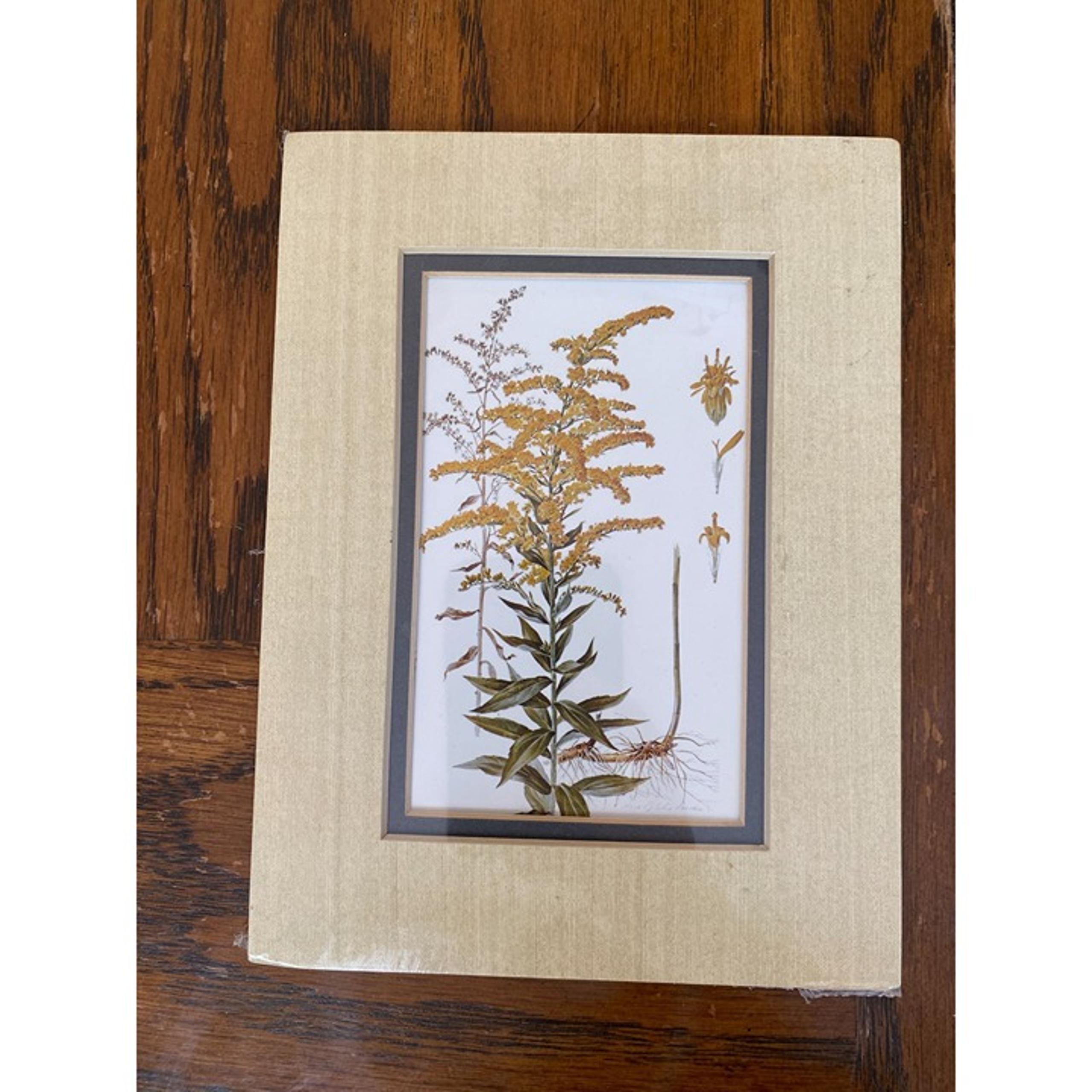 Vintage Anne Dowden Goldenrod Wildflower Floral Botanical Print With Matte