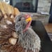 Gorgeous Natural Turkey Decor-NWT