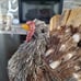 Gorgeous Natural Turkey Decor-NWT