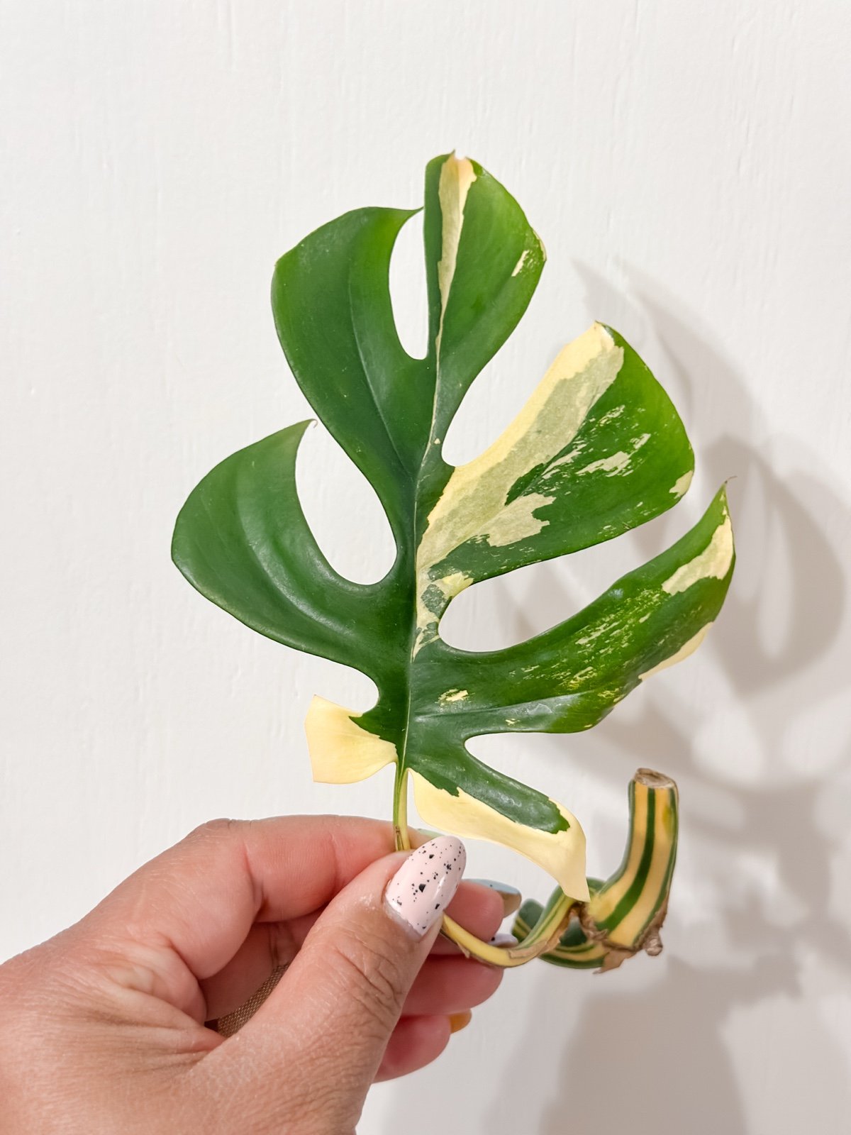 Variegated Mini Monstera