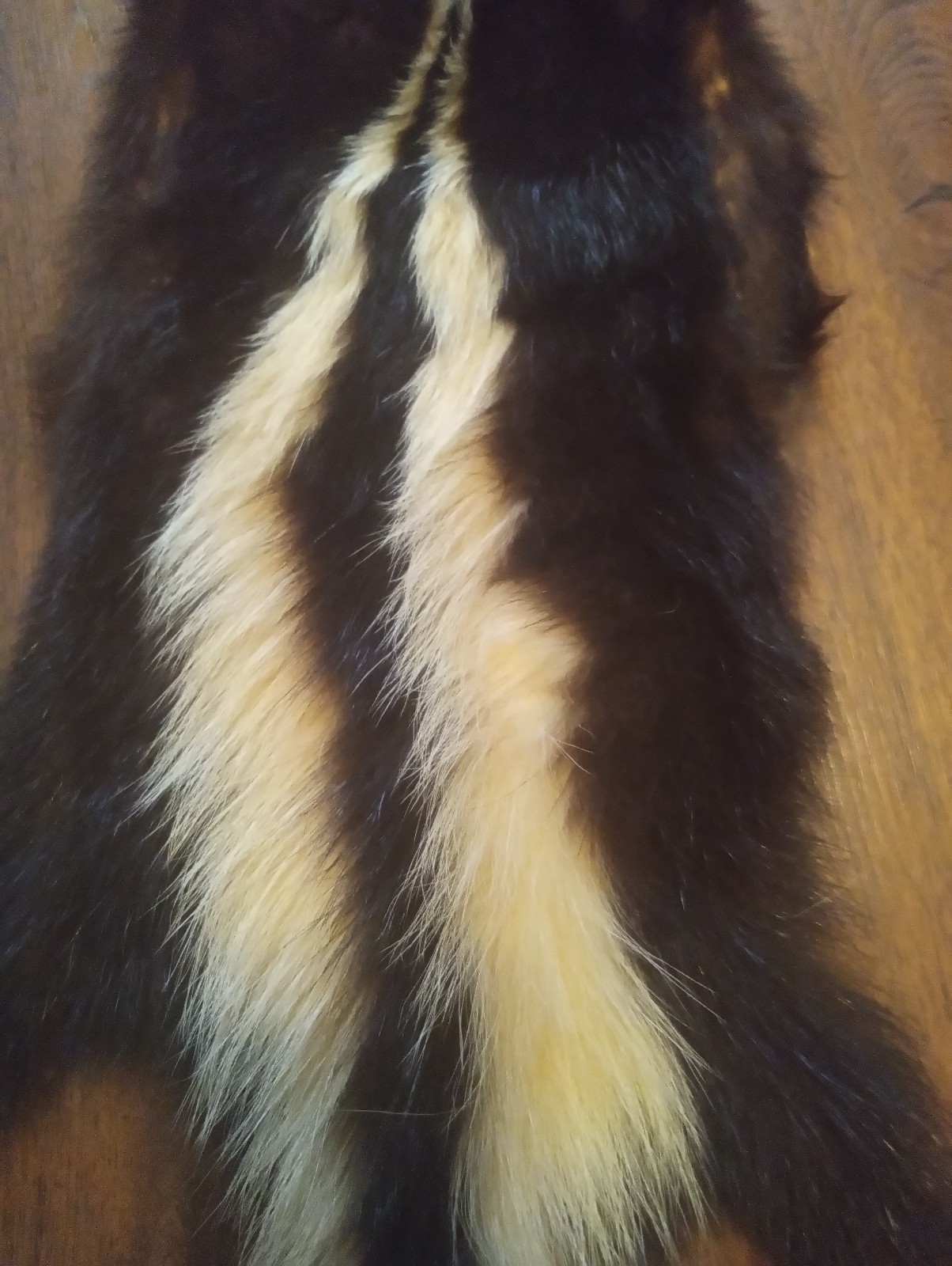 Adult Skunk Fur Pelt Nice Stripes - Professionally Tanned by Stroudsburg Fur Co.