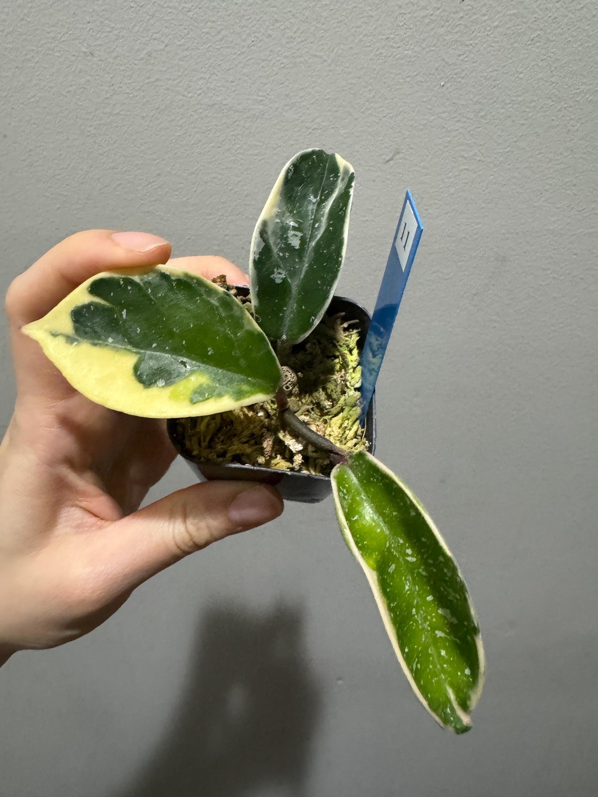 Hoya Carnosa Queen splash rooted cutting active growing Splashy Queen. Exact pl
