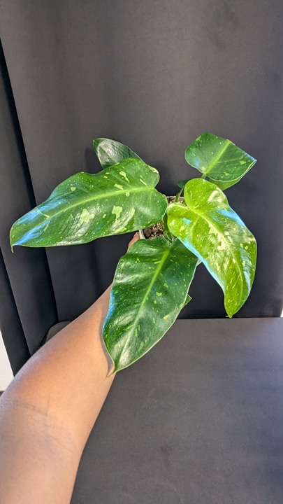Philodendron Jose Buono with 3day Air saver UPS shipping included.