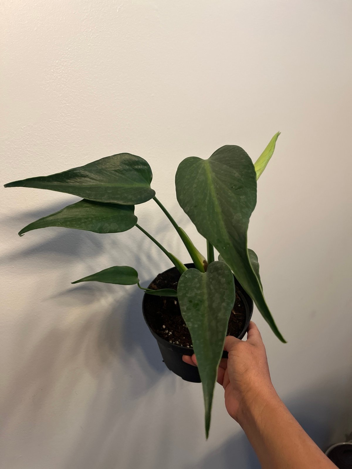 Monstera Monstera Burle Marx Flame
