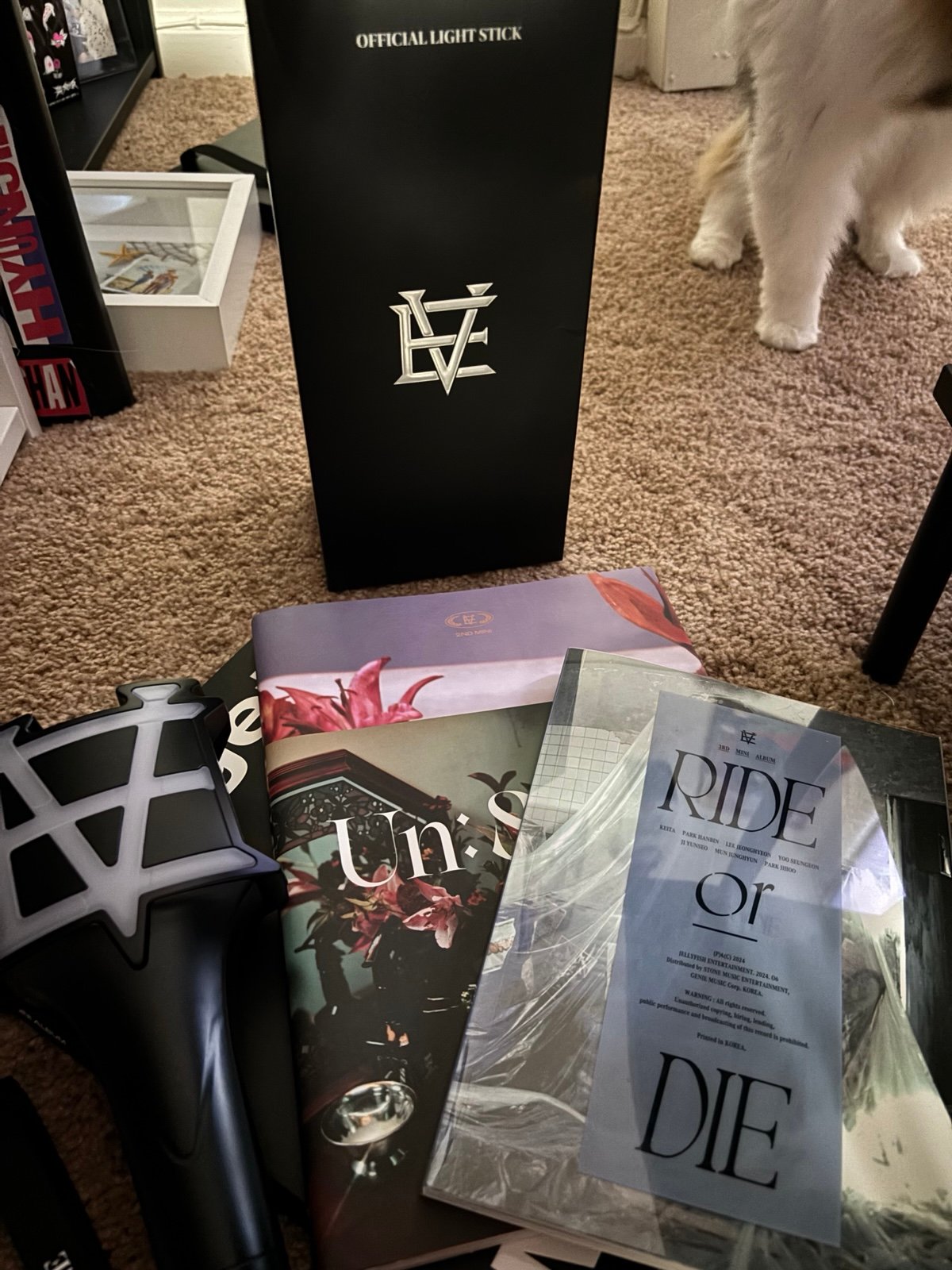 Evnne collection