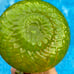 Empoli Italy Avocado Green Quilted Diamond Pitcher 5-1/4” Tall