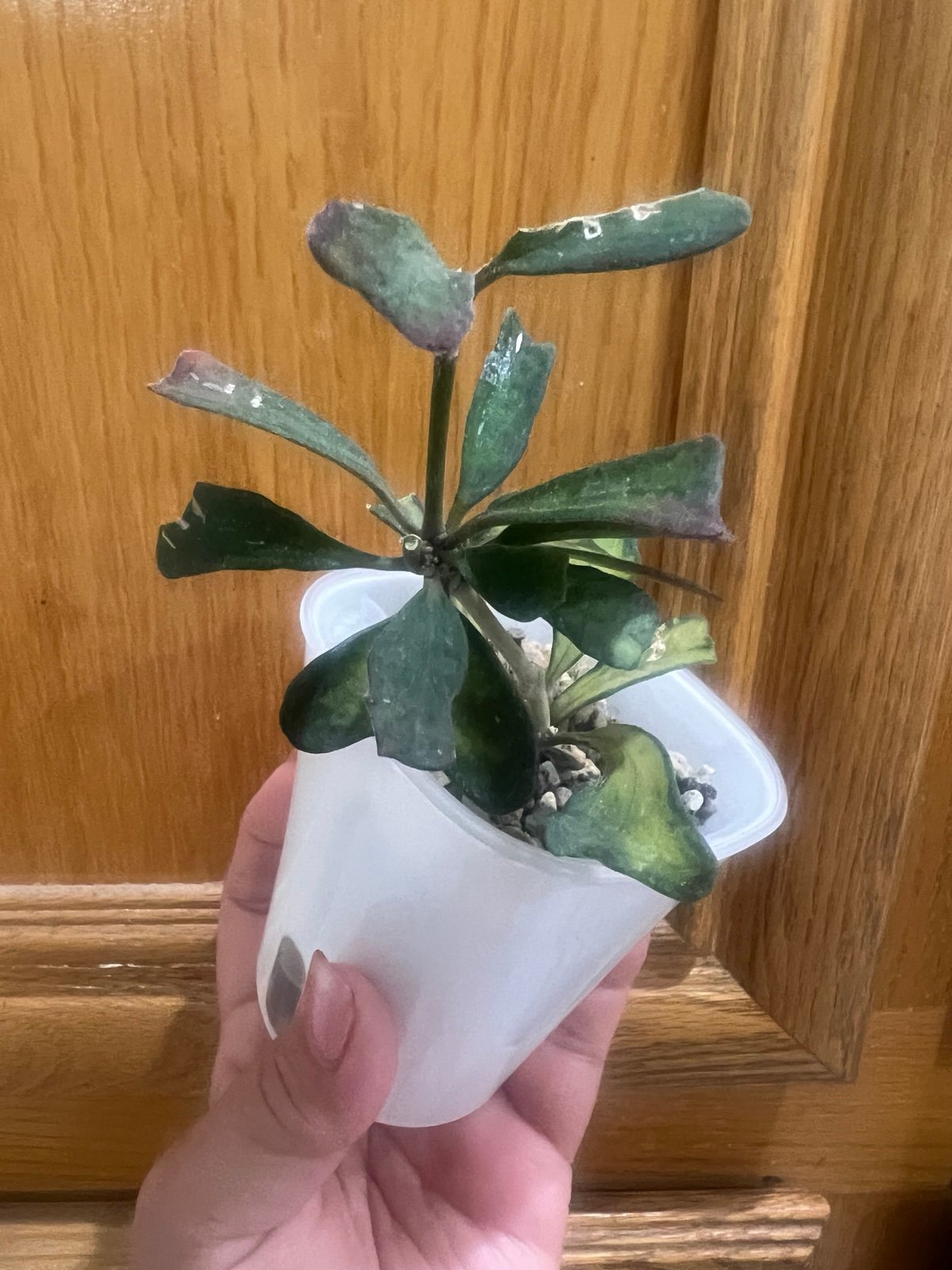 VERY RARE HOYA MARIPURENSIS PHILO VARIEGATED LIVE IN WHITE POT!