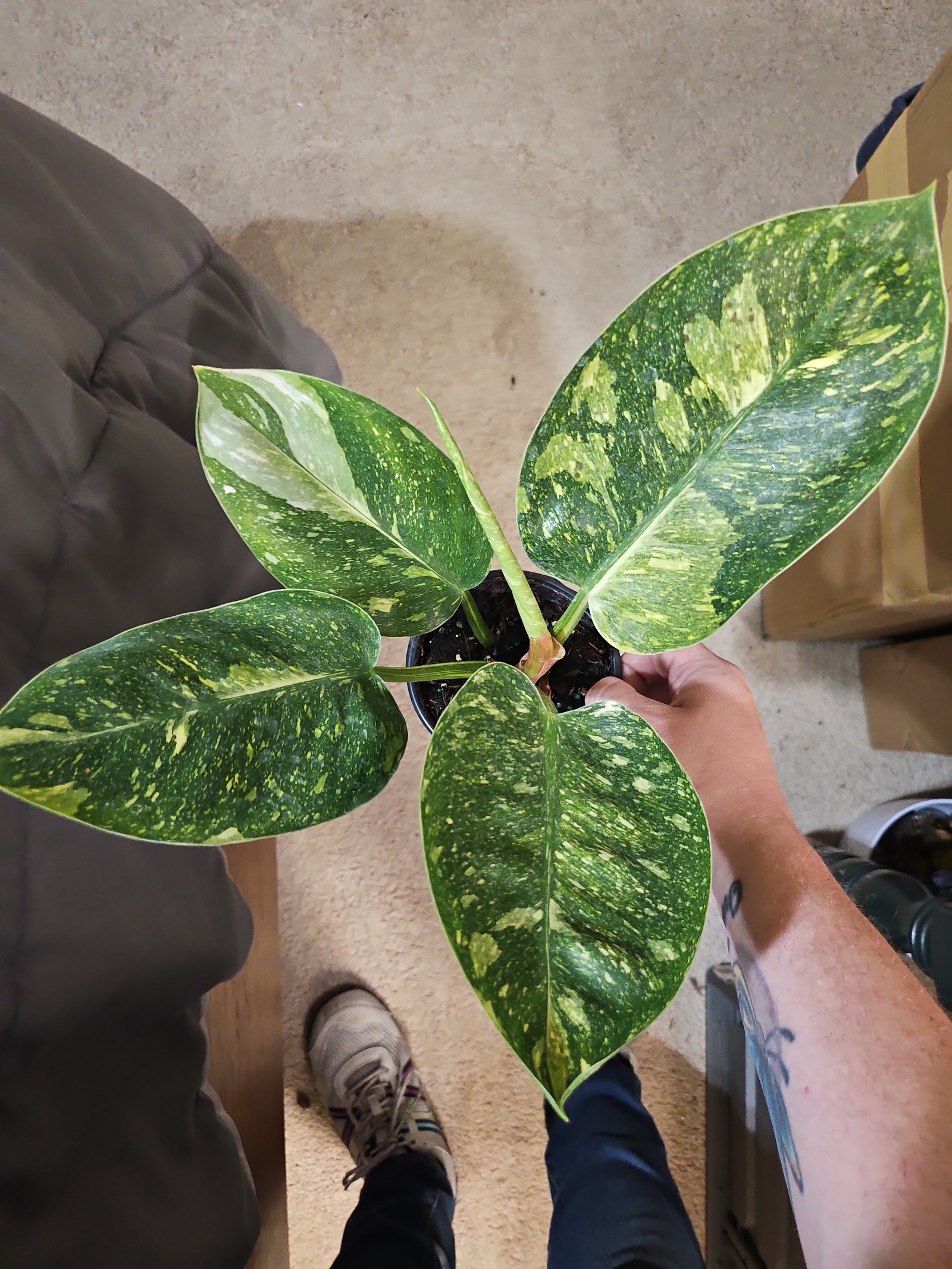 Philodendron Green Congo Nuclear