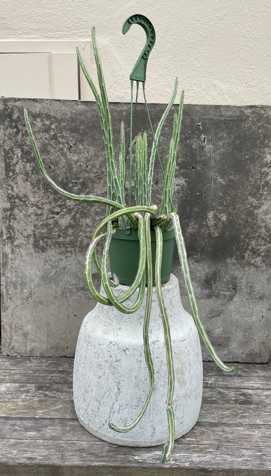 Senecio Stapeliiformis plant