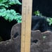 MCM Syrocowood