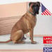 100 ExtraLarge 30x36 ULTRA HEAVY ABSORBENCY Big Dog Puppy Training Wee Wee Pads