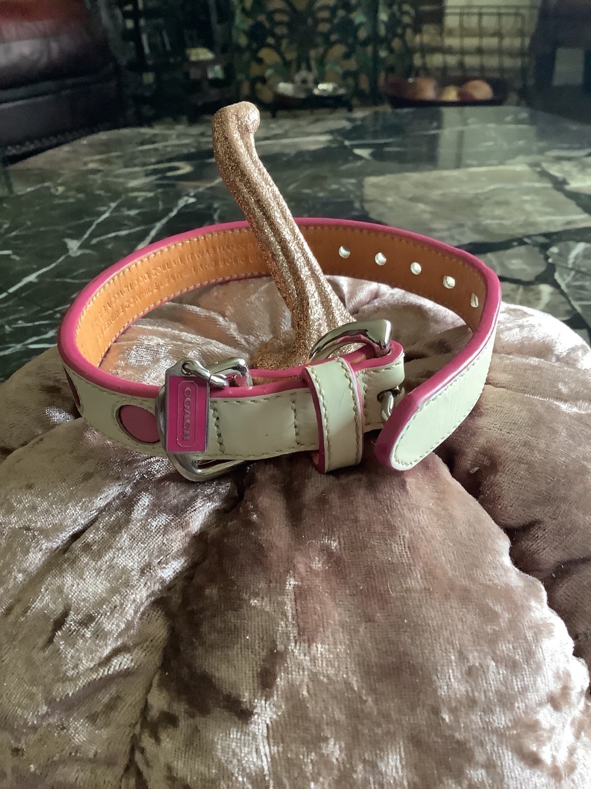 Authentic Coach white leather polka dot dog collar size xs