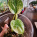 Monstera Mint Plantlet, Acclimated to Sphagnum moss w/Perlite, rooted