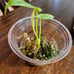 Monstera Mint Plantlet, Acclimated to Sphagnum moss w/Perlite, rooted