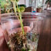Monstera Mint Plantlet, Acclimated to Sphagnum moss w/Perlite, rooted