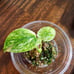 Monstera Mint Plantlet, Acclimated to Sphagnum moss w/Perlite, rooted