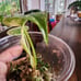 Monstera Mint Plantlet, Acclimated to Sphagnum moss w/Perlite, rooted