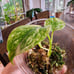 Monstera Mint Plantlet, Acclimated to Sphagnum moss w/Perlite, rooted