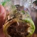 Monstera Mint Plantlet, Acclimated to Sphagnum moss w/Perlite, rooted