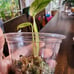 Monstera Mint Plantlet, Acclimated to Sphagnum moss w/Perlite, rooted