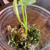 Monstera Mint Plantlet, Acclimated to Sphagnum moss w/Perlite, rooted
