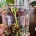 Monstera Mint Plantlet, Acclimated to Sphagnum moss w/Perlite, rooted