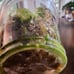Monstera Mint Plantlet, Acclimated to Sphagnum moss w/Perlite, rooted