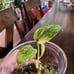 Monstera Mint Plantlet, Acclimated to Sphagnum moss w/Perlite, rooted