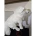 Folkmanis Hand Puppet White Artic Fox 22 Plush Pretend Play Stuffed Animal Toy