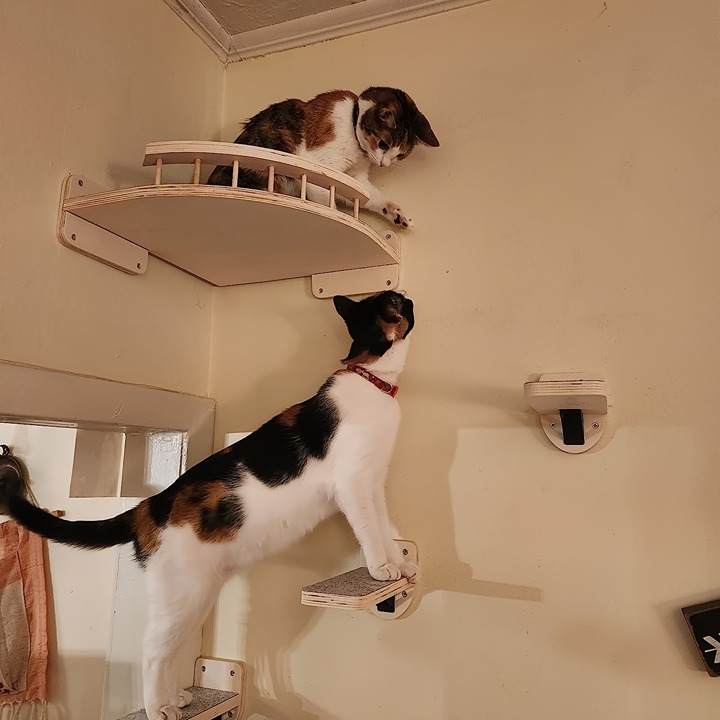 Modern Cat Wall Shelves and Furniture Set - Includes Bed, Steps, and Tower