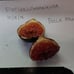 3x Black Madeira Kk Fig Tree Cuttings (3)