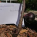 3x Black Madeira Kk Fig Tree Cuttings (3)