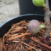 3x Black Madeira Kk Fig Tree Cuttings (3)