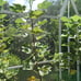 3x Black Madeira Kk Fig Tree Cuttings (3)