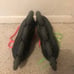 inline skates