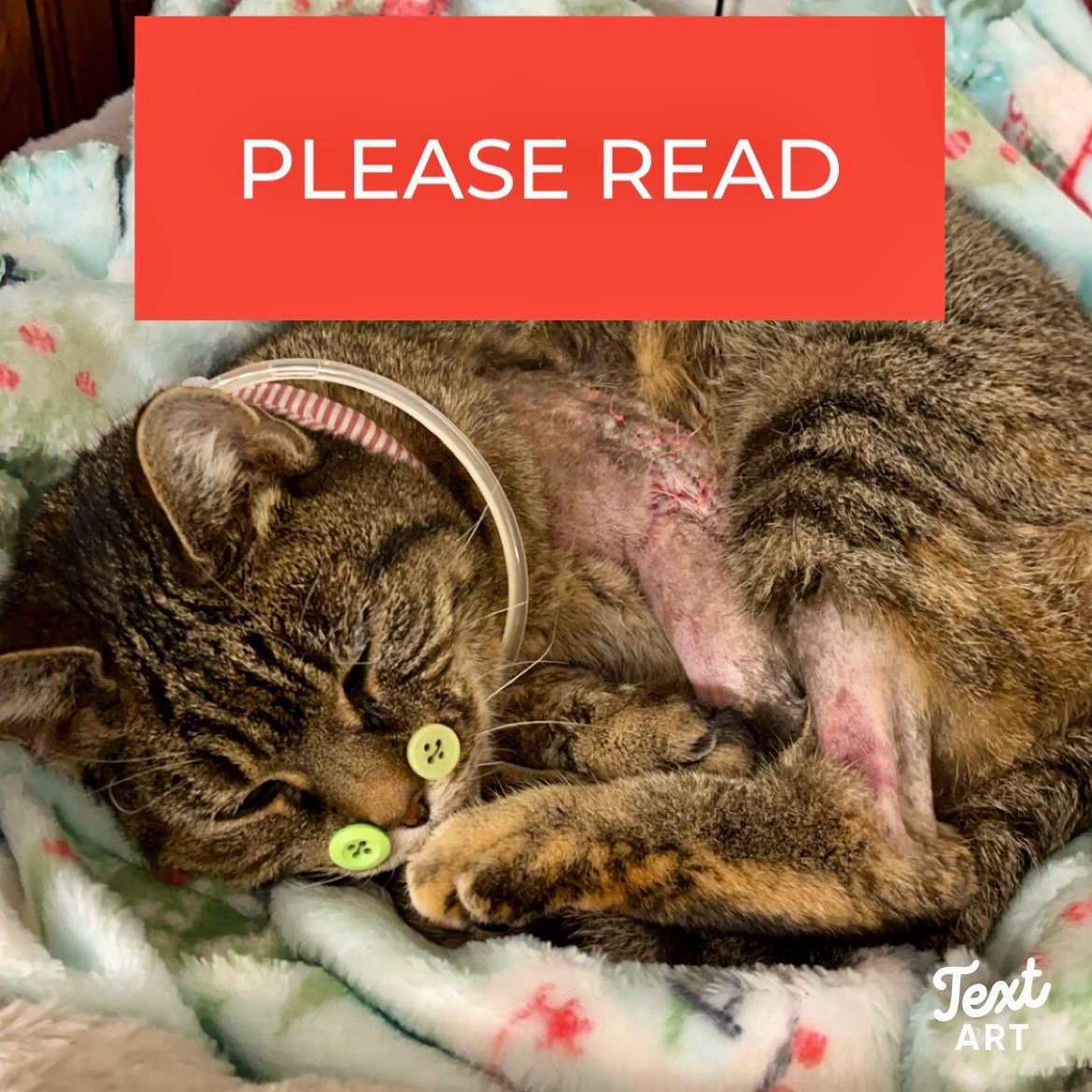 LEXI'S STORY (PLEASE READ!)