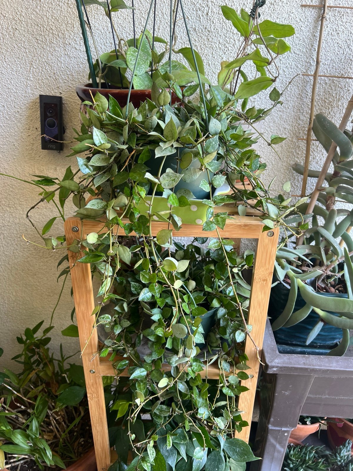 HOYA KROHNIANA MIX SILVER ESKIMO & GREEN SUPER SPLASH IN 6” POT HANGING!
