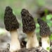 4 Pack! Black Morel Mushroom - Garden Grow Kit!