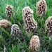 4 Pack! Black Morel Mushroom - Garden Grow Kit!