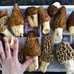4 Pack! Black Morel Mushroom - Garden Grow Kit!