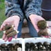 4 Pack! Black Morel Mushroom - Garden Grow Kit!
