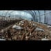 4 Pack! Black Morel Mushroom - Garden Grow Kit!