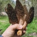 4 Pack! Black Morel Mushroom - Garden Grow Kit!