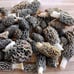 4 Pack! Black Morel Mushroom - Garden Grow Kit!