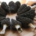4 Pack! Black Morel Mushroom - Garden Grow Kit!